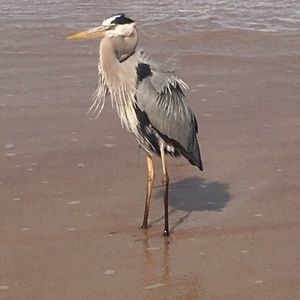 Meet your Posher, Joan